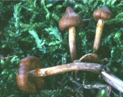 Cortinarius helobius